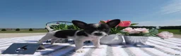 Chihuahua dogs for sale: Chihuahua 6 Lana - Ad 3