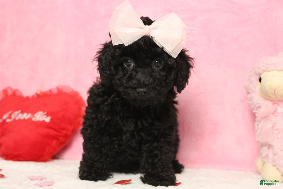 Toy Poodle dogs for sale: Onyx - Ad 5