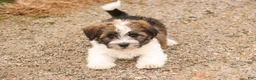 Havanese dogs for sale: Ranger - Ad 5