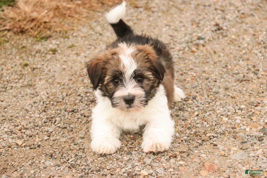 Havanese dogs for sale: Ranger - Ad 5