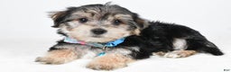Morkie dogs for sale: Virgel - Ad 2