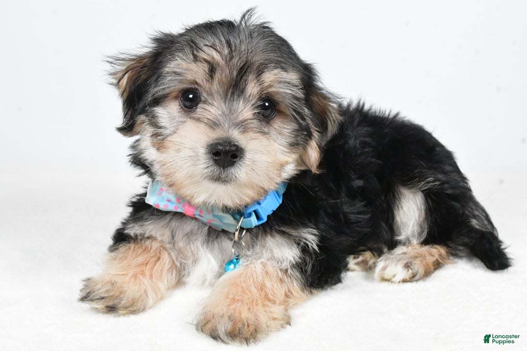Morkie dogs for sale: Virgel - Ad 2