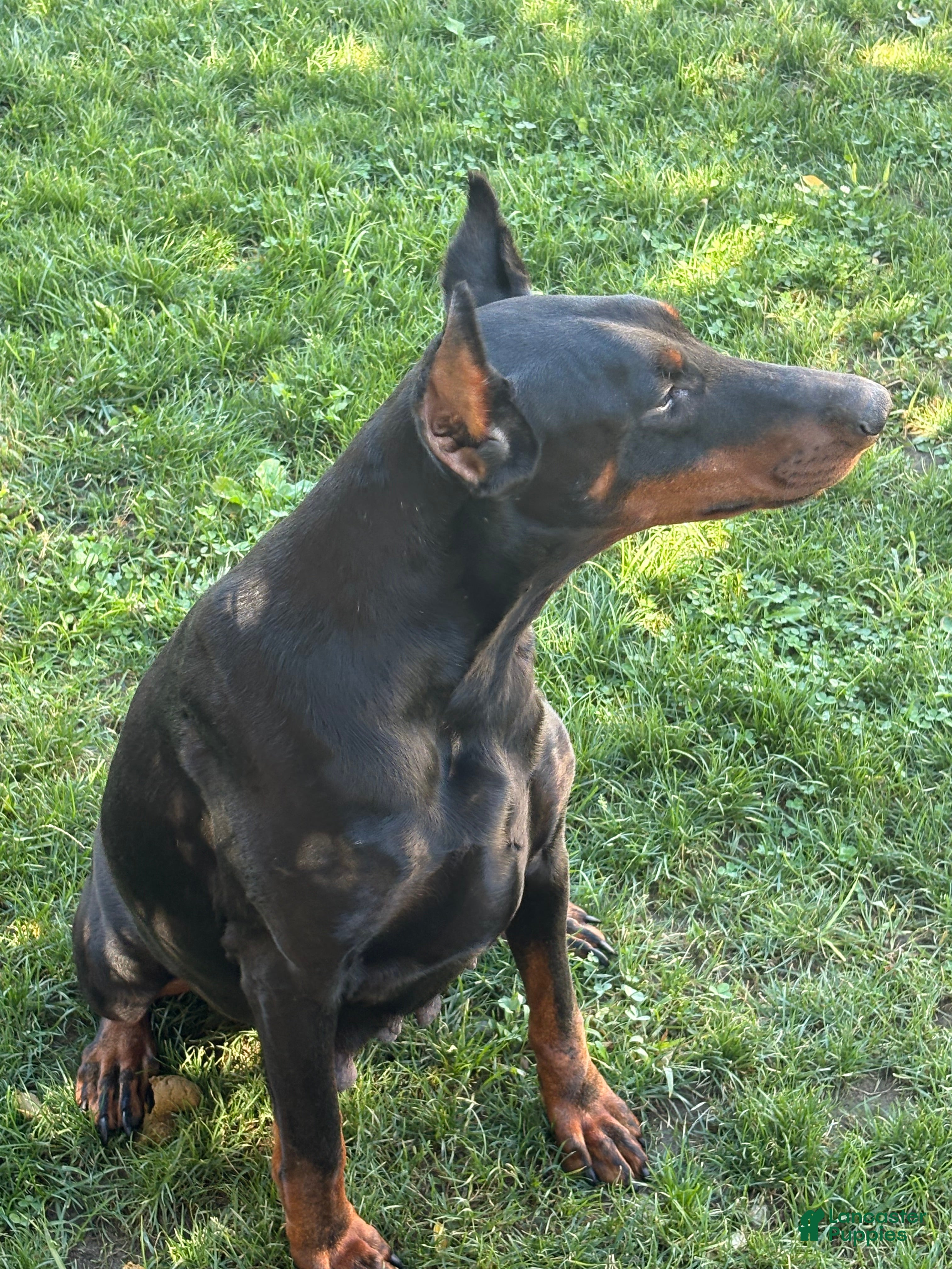 Doberman Pigeon Dogs Doberman Pinscher Puppies For Sale In New