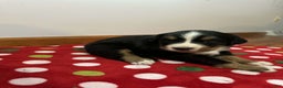Bernese Mountain Dog dogs for sale: Hazel - Ad 4