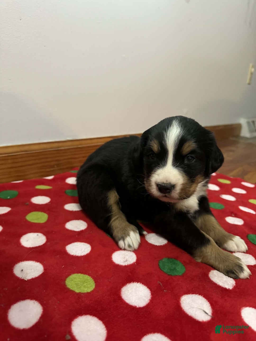 Bernese Mountain Dog dogs for sale: Hazel - Ad 4