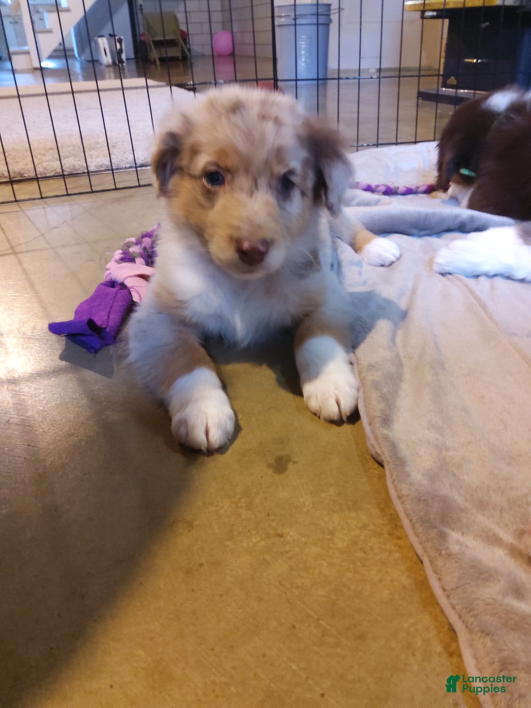 Aussiedoodle dogs for sale: Flo - Ad 2