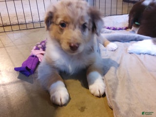 Aussiedoodle dogs Flo - Ad 6