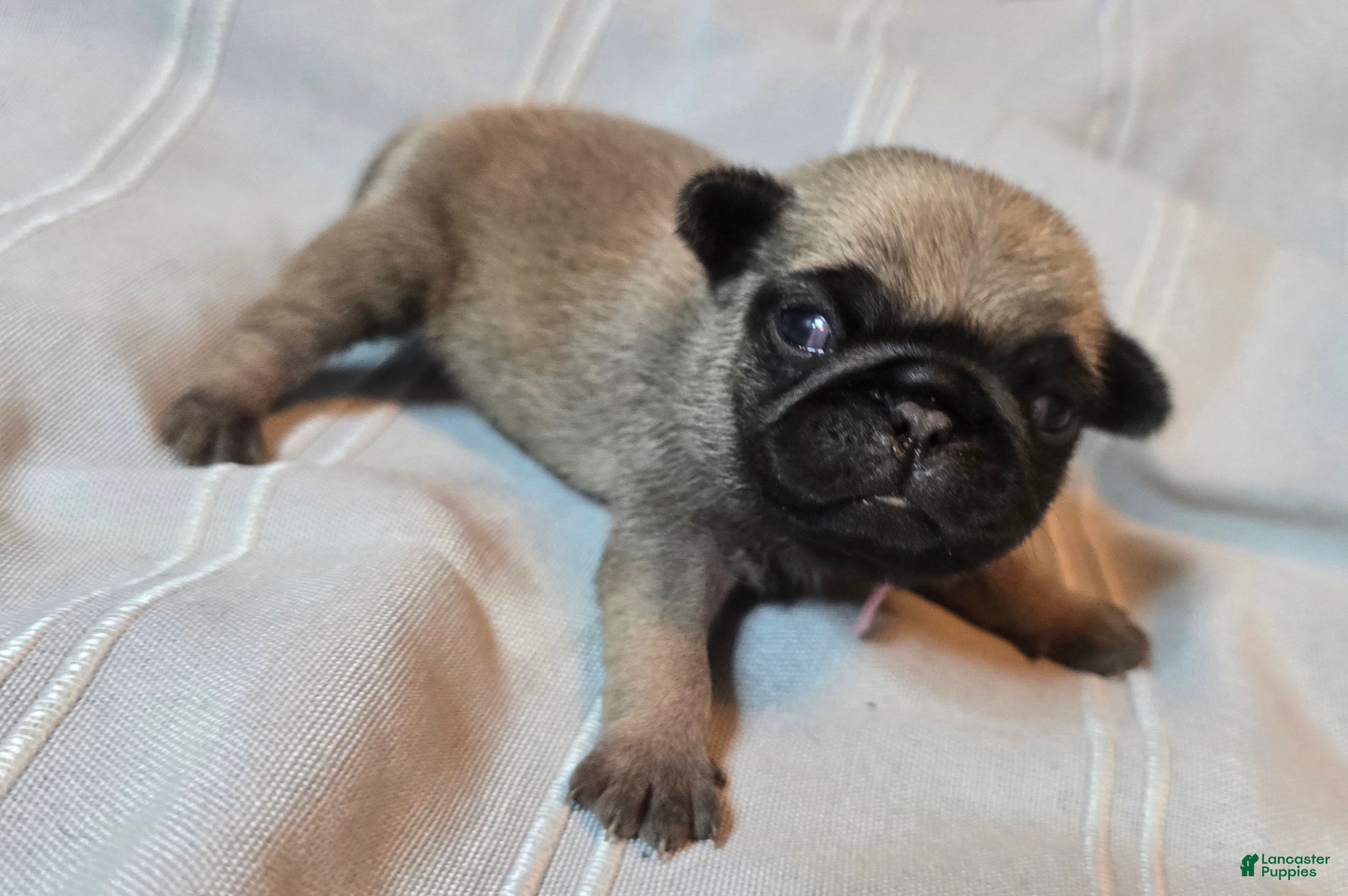 Pug dogs Farah - Ad 2