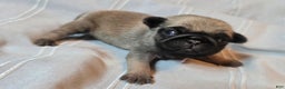 Pug dogs for sale: Fannie - Ad 11