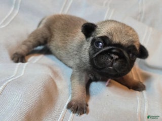 Pug dogs Farah - Ad 42