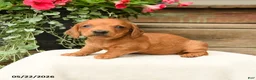 Dachshund dogs for sale: Asher - Ad 1