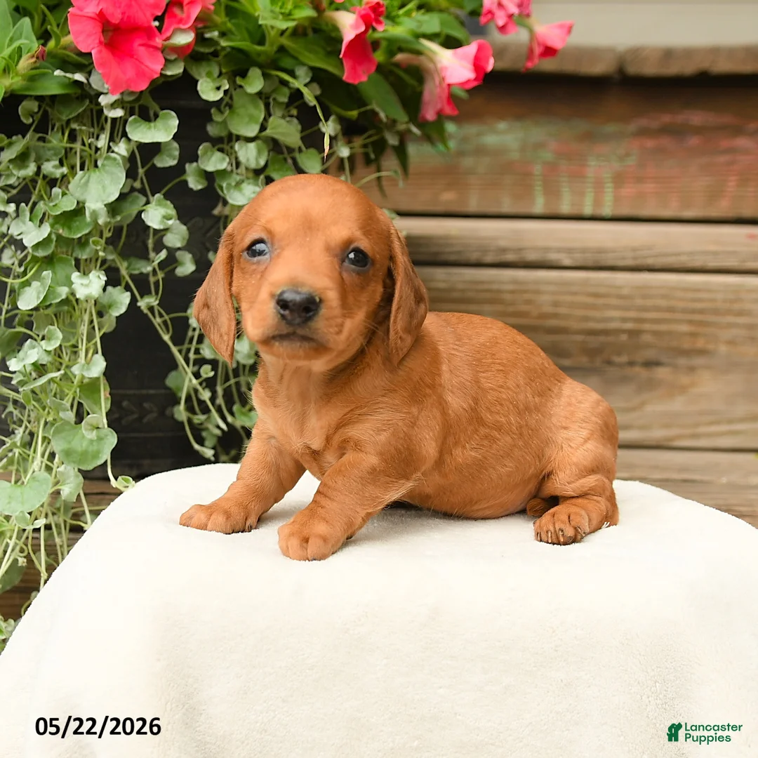 Dachshund dogs for sale: Asher - Ad 1