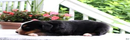 Bernese Mountain Dog dogs for sale: Kyra - Ad 4