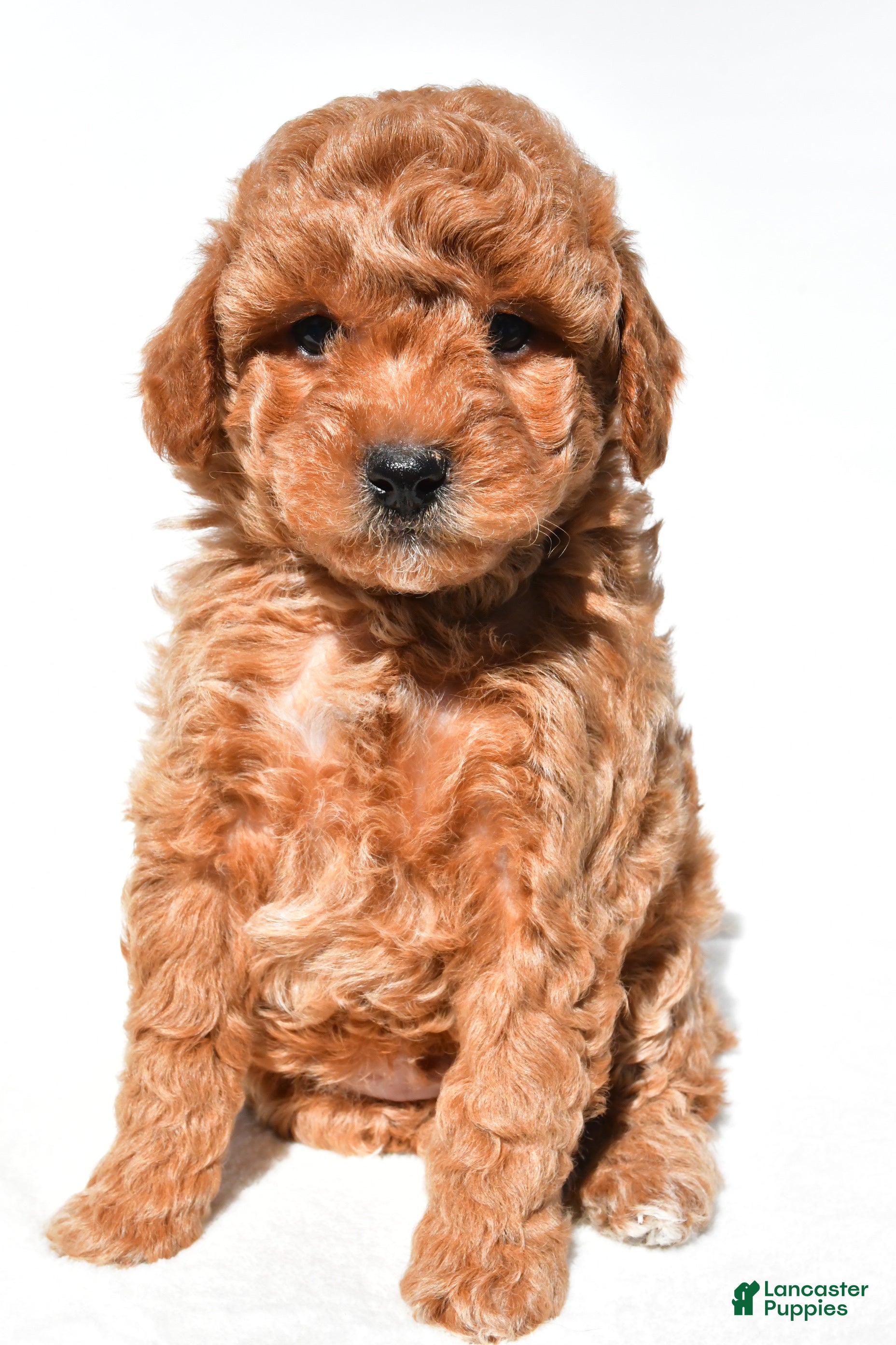 Miniature Poodle dogs for sale: Charlie - Ad 4