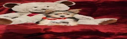 Yorkshire Terrier dogs for sale: POPPY  - Ad 5