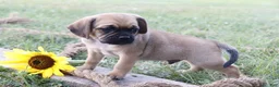 Puggle dogs for sale: Ajay - Ad 4