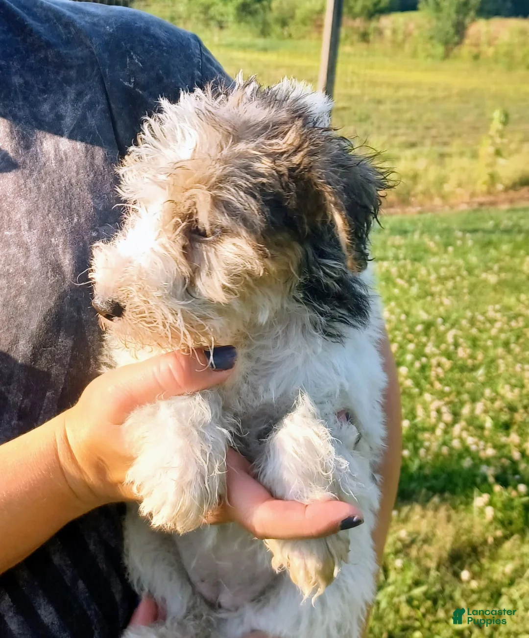 Gallery Image {{count}}