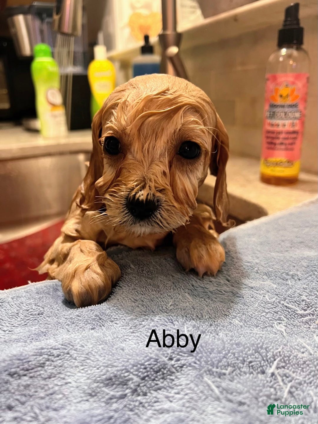 Cavachon dogs for sale: Abby - Ad 3