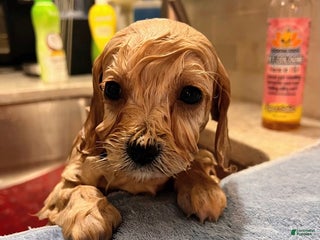 Cavachon dogs Cavachon Puppy 5 - Ad 40