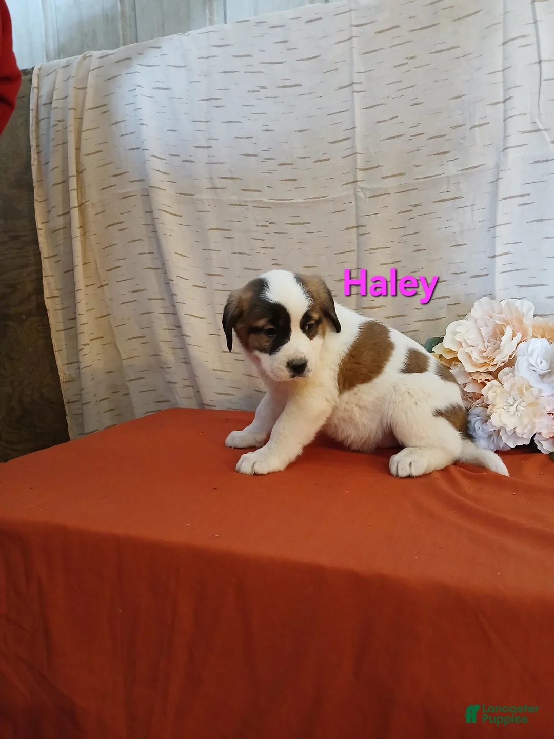 Saint Bernard dogs for sale: Haley - Ad 2