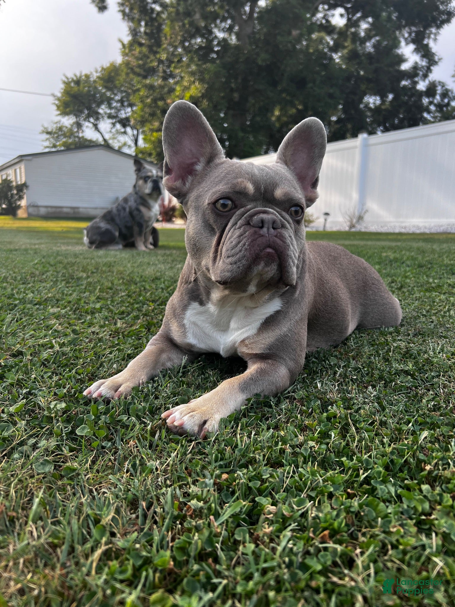 French Bulldog dogs French Bulldog 1 - Ad 2