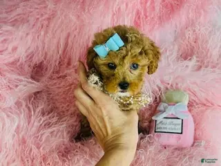Toy Poodle dogs Toy Poodle Puppy 1 - Ad 15