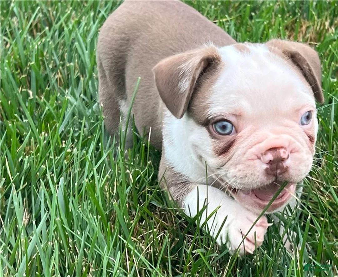 French Bulldog dogs for sale: French Bulldog 2 - Ad 2