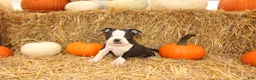 Boston Terrier dogs for sale: Jakey - Ad 4