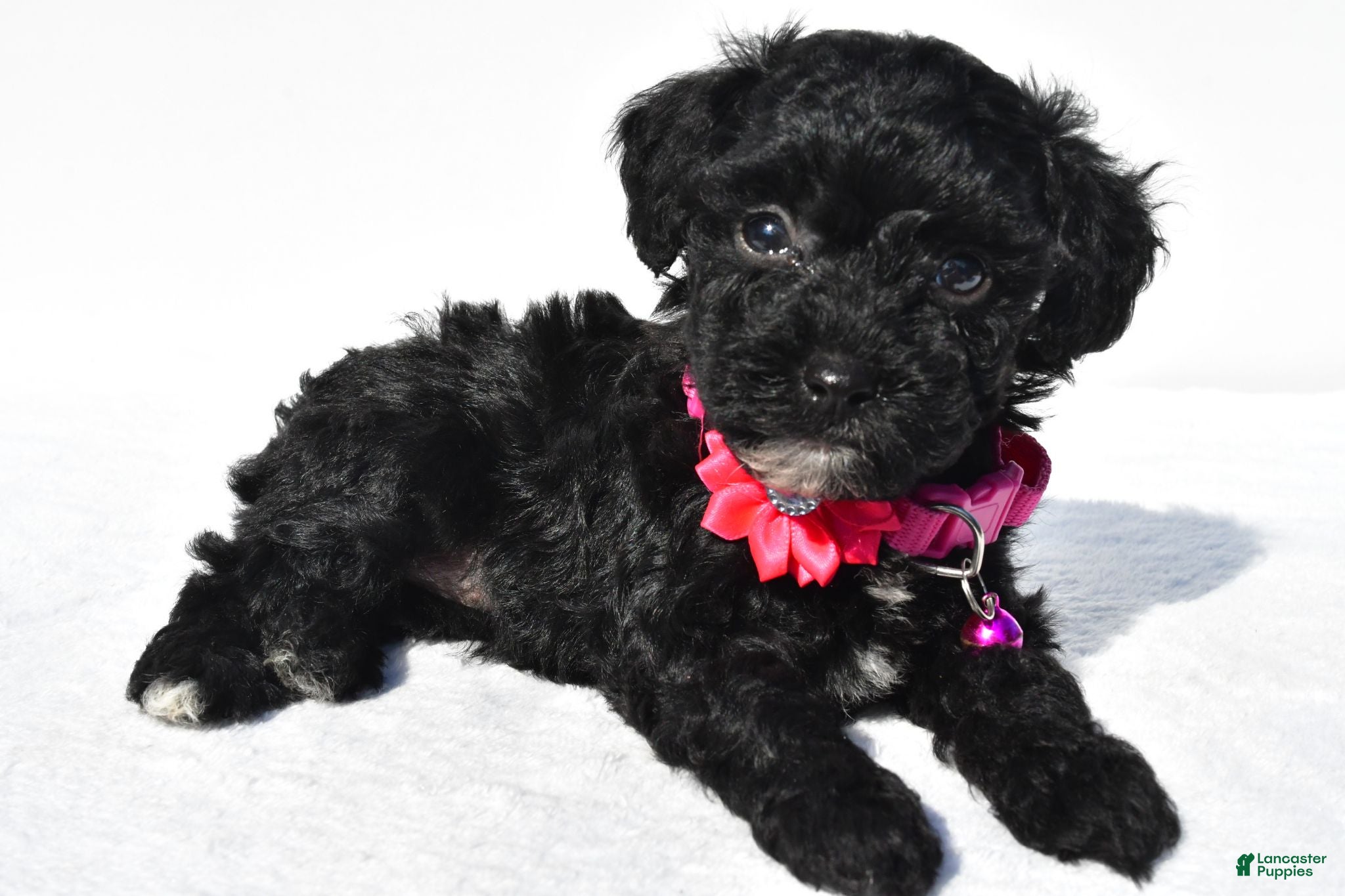 Toy Poodle dogs Pansy - Ad 2