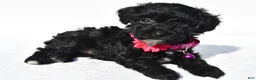 Toy Poodle dogs for sale: Pansy - Ad 2
