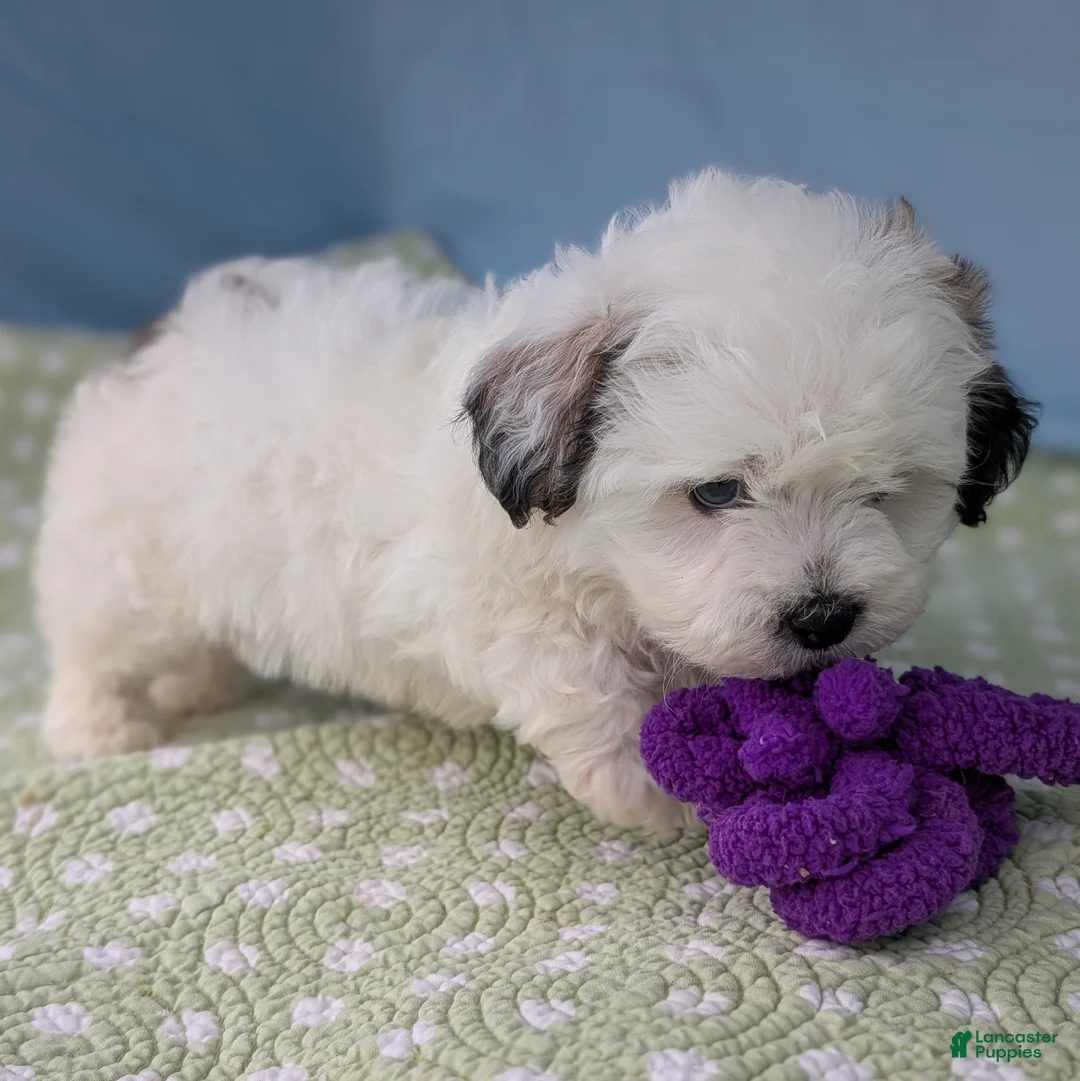 Teddy Bear dogs for sale: Murder Marshmallow - Ad 8