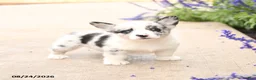 Welsh Corgi Pembroke dogs for sale: Little Dipper - Ad 3