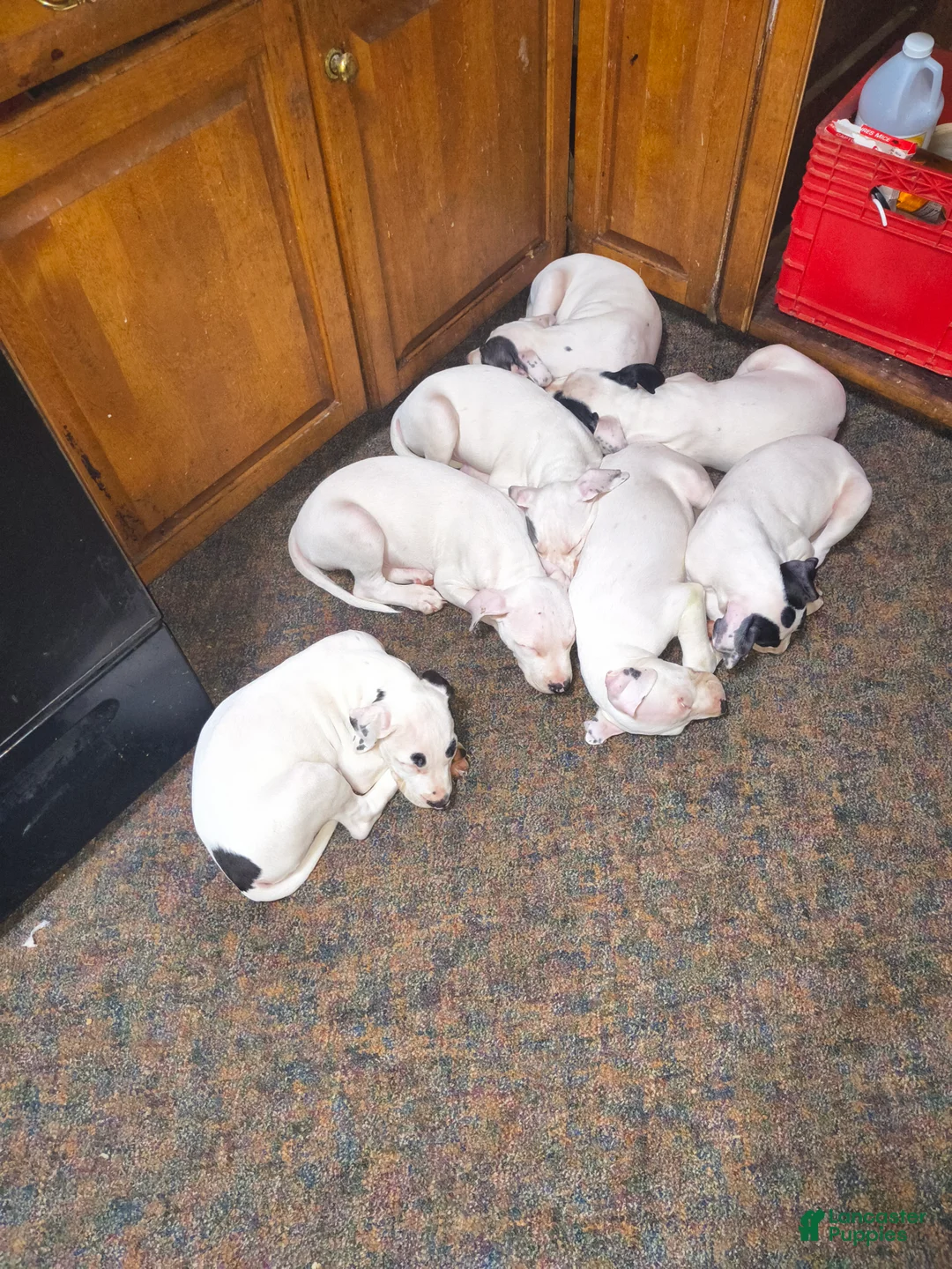 Gallery Image {{count}}