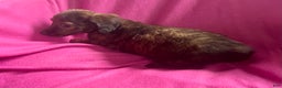 Dachshund dogs for sale: Mellow Cup - Ad 4