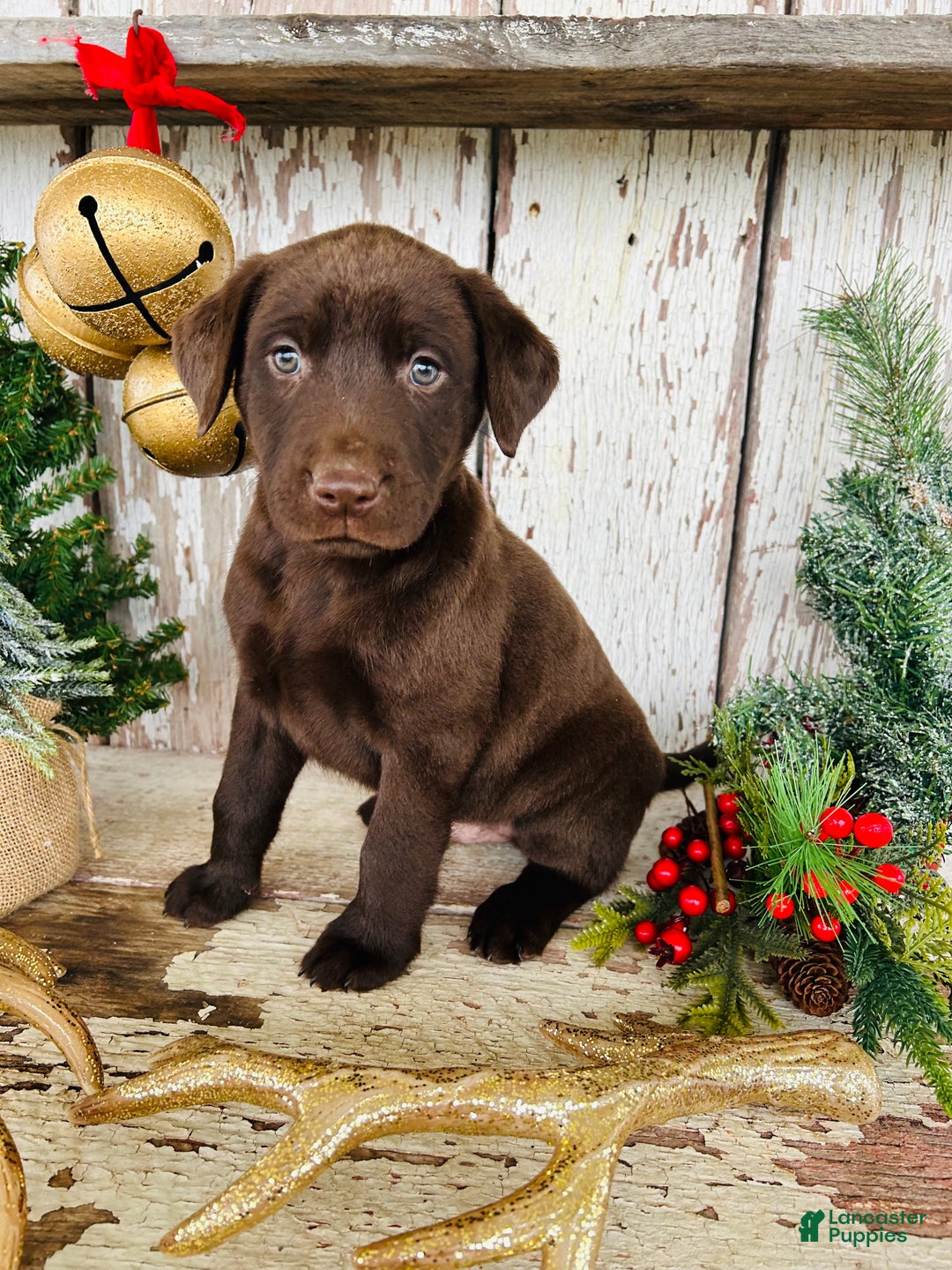 Labrador Retriever dogs for sale: Dasher - Ad 4