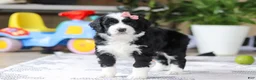 Bernedoodle dogs for sale: Kaylee - Ad 5