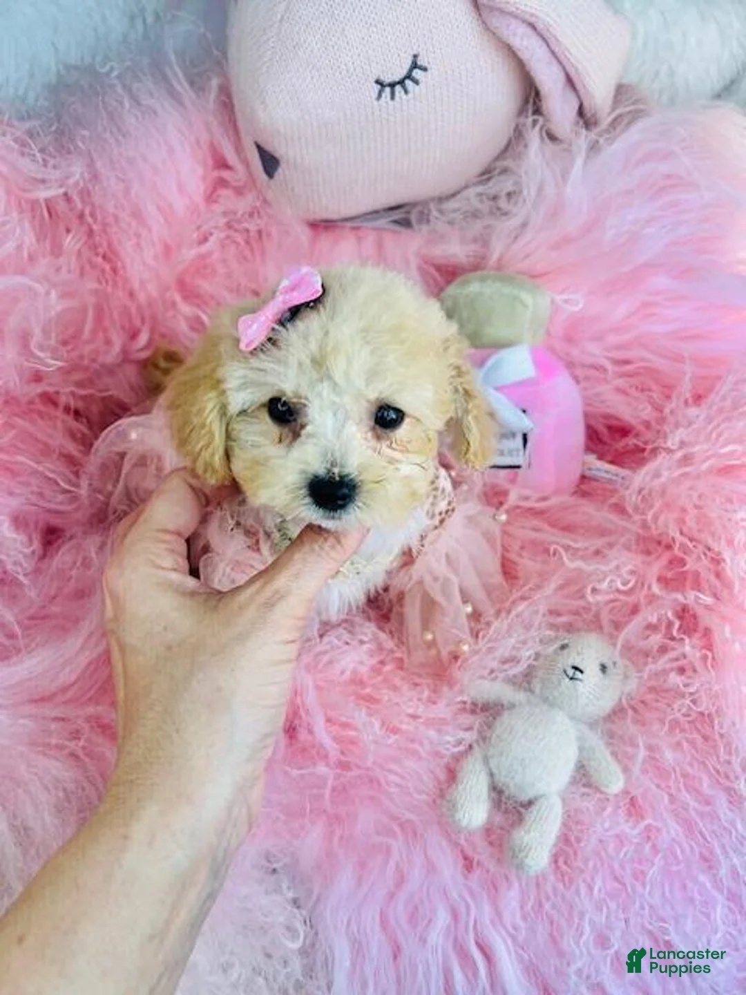 Toy Poodle dogs for sale: Toy Poodle Puppy 1 - Ad 2