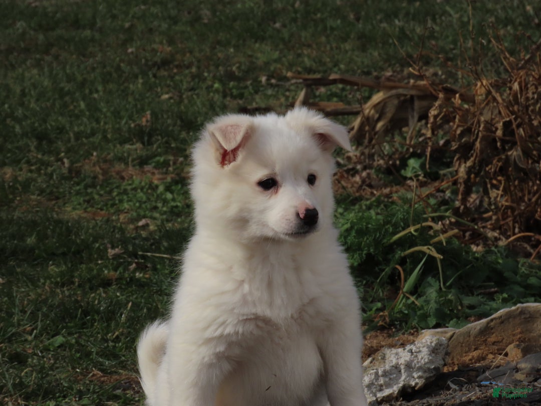 American Eskimo dogs for sale: Zowie  - Ad 2