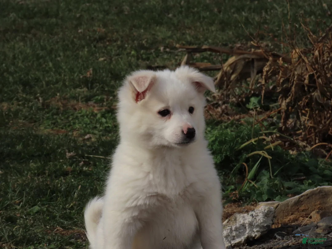 American Eskimo dogs for sale: Zowie  - Ad 2