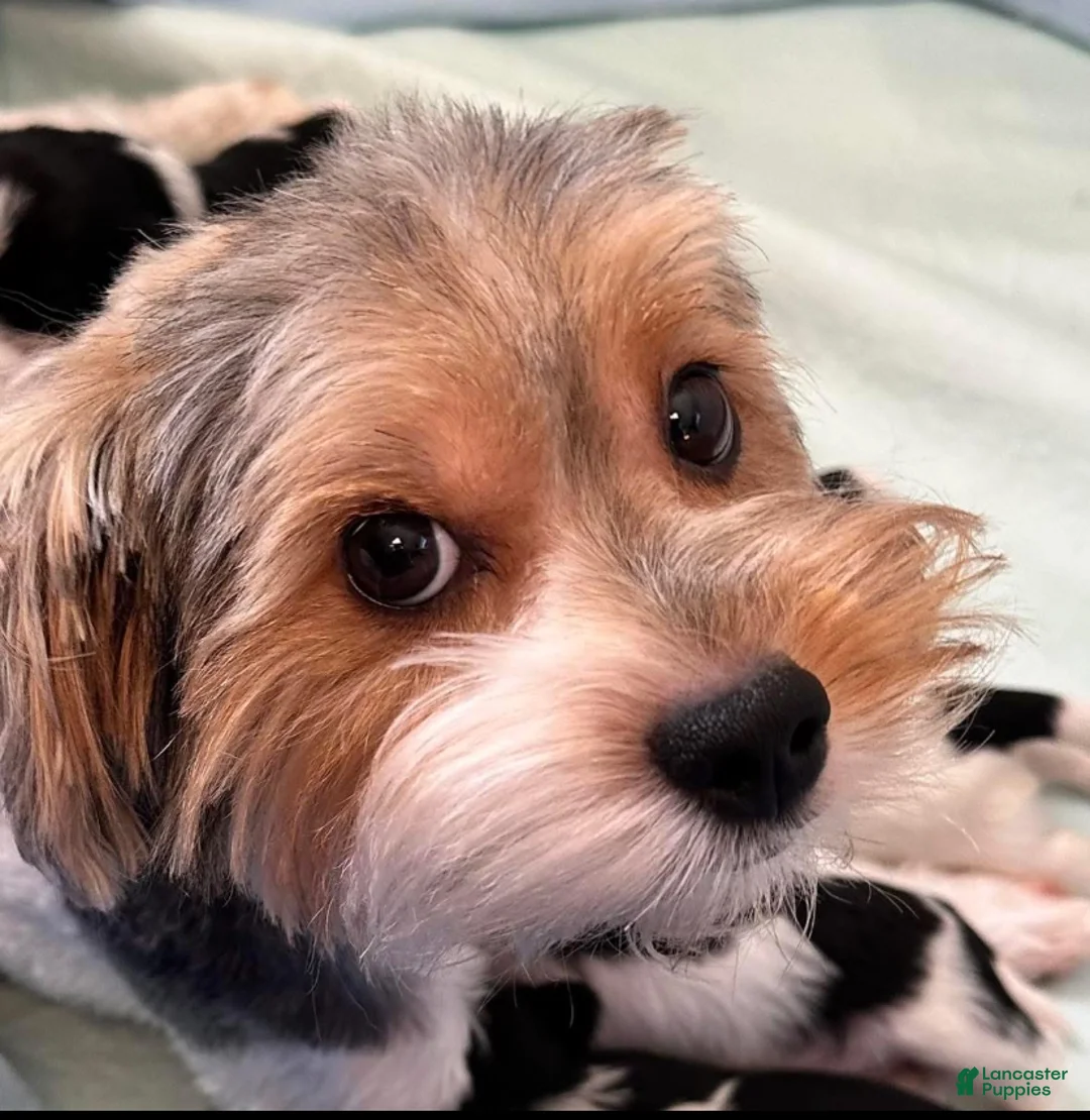 Biewer Terrier dogs for sale: Banks - Ad 2