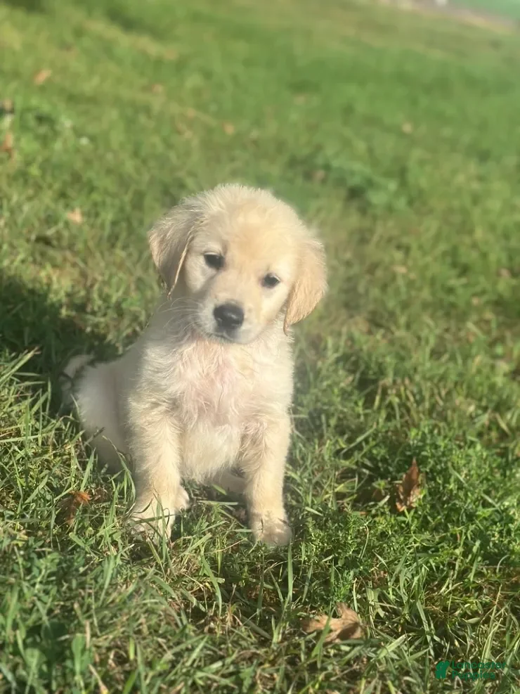 Golden Retriever dogs Bowie - Ad 1