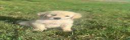 Golden Retriever dogs for sale: Bowie - Ad 1