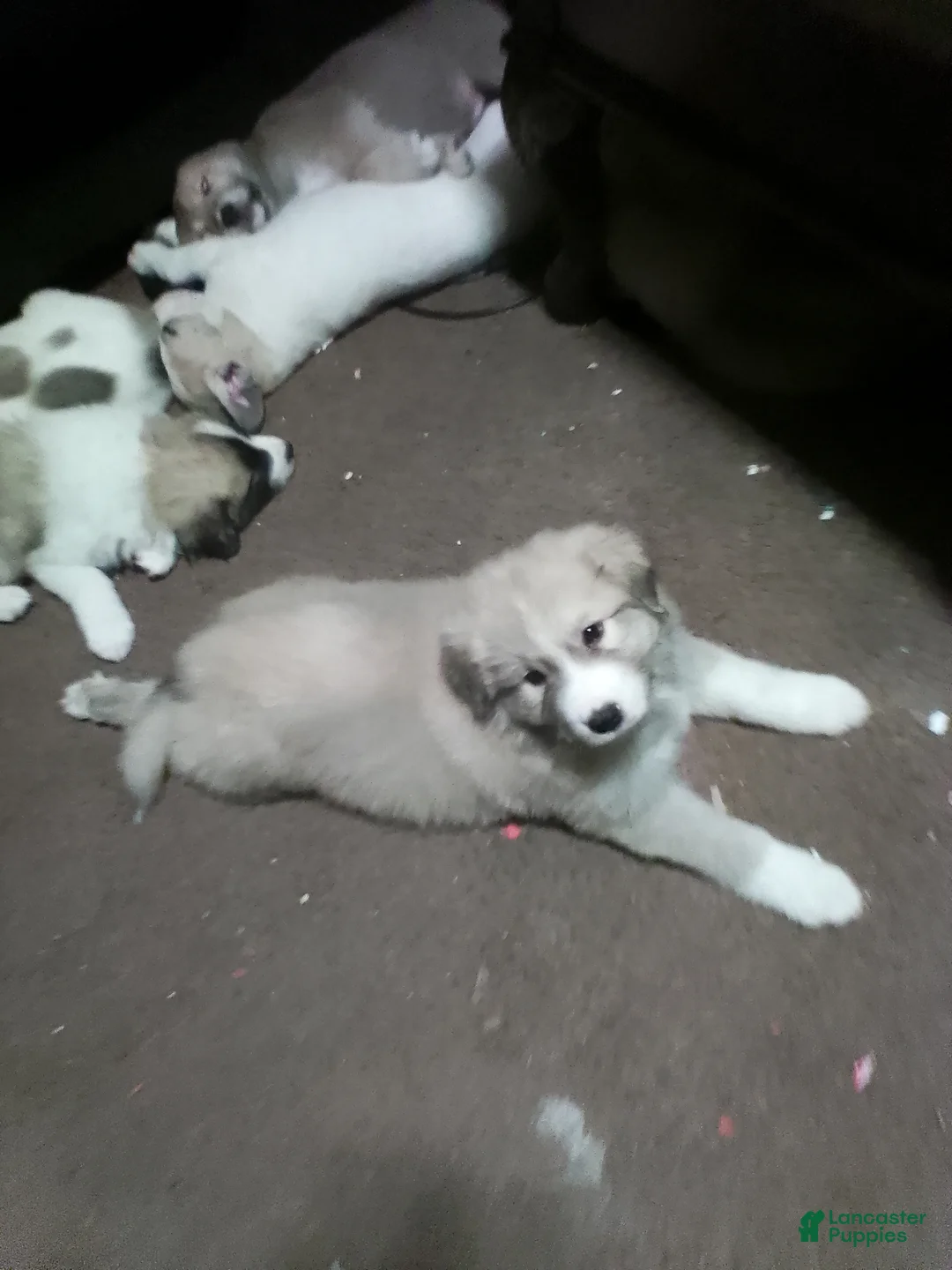 Mixed Breed dogs for sale: Rolly Polly Boy - Ad 8