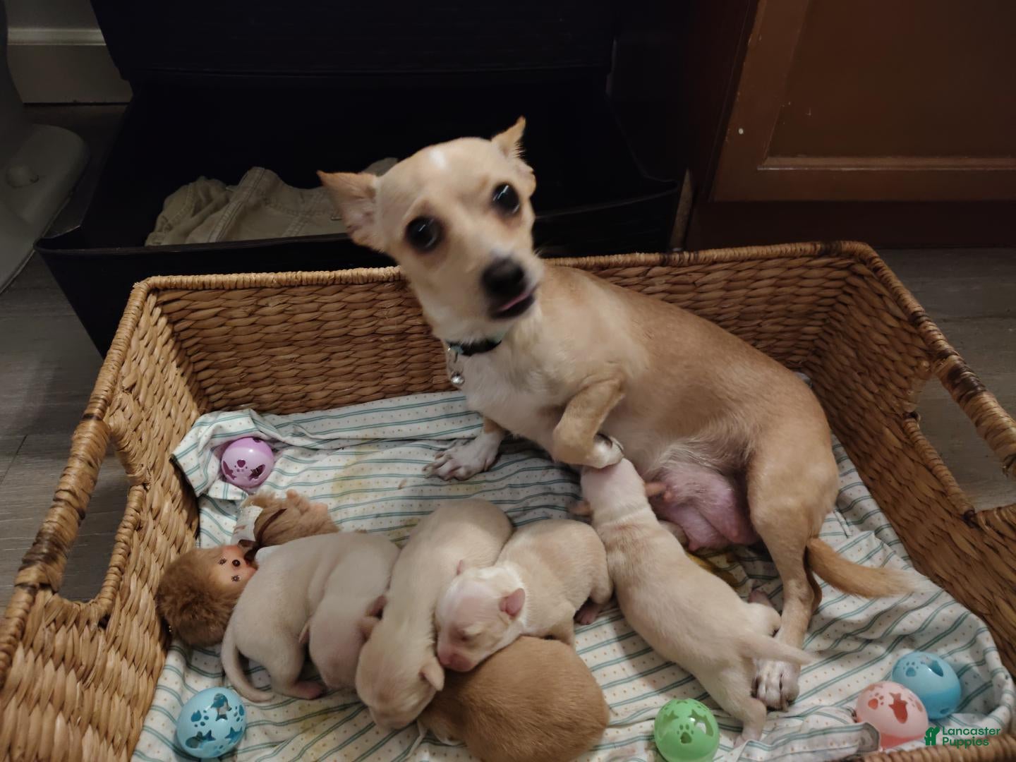 Mixed Breed dogs for sale:  Snickers - Ad 5