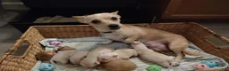 Mixed Breed dogs for sale:  Gordito - Ad 2
