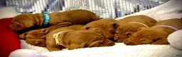 Vizsla dogs for sale: Vizsla Puppy 1 - Ad 7