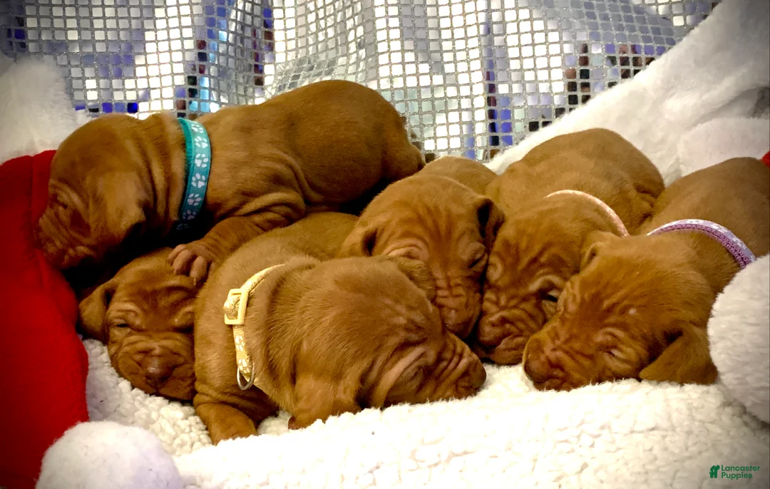 Vizsla dogs for sale: Vizsla Puppy 1 - Ad 7