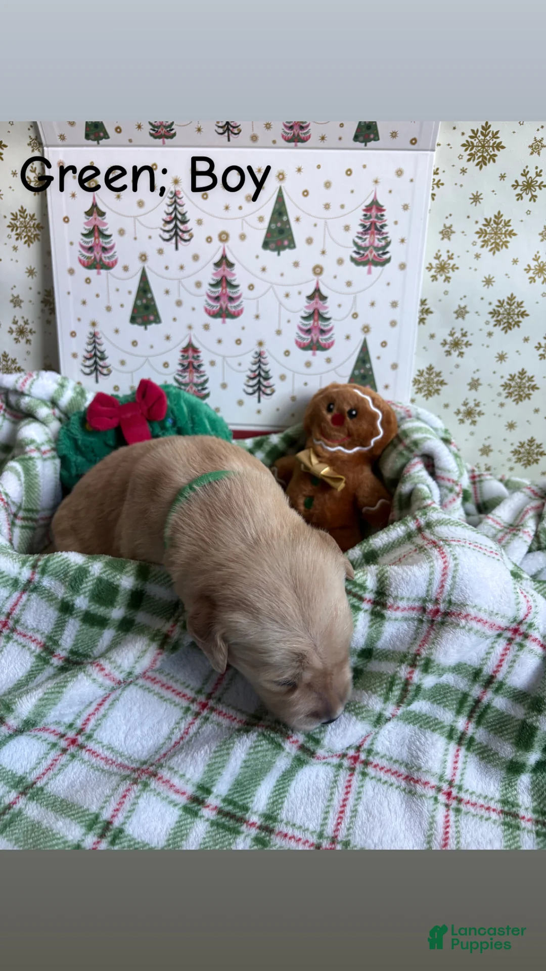 Golden Retriever dogs for sale: Golden Retriever 2 - Ad 2