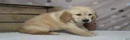 Golden Retriever dogs for sale: Pumpernickel  - Ad 5