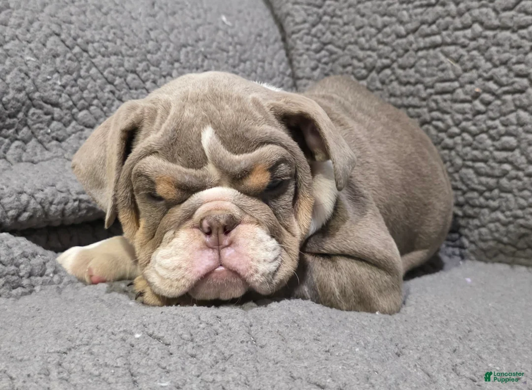 English Bulldog dogs for sale: Lynn - Ad 2